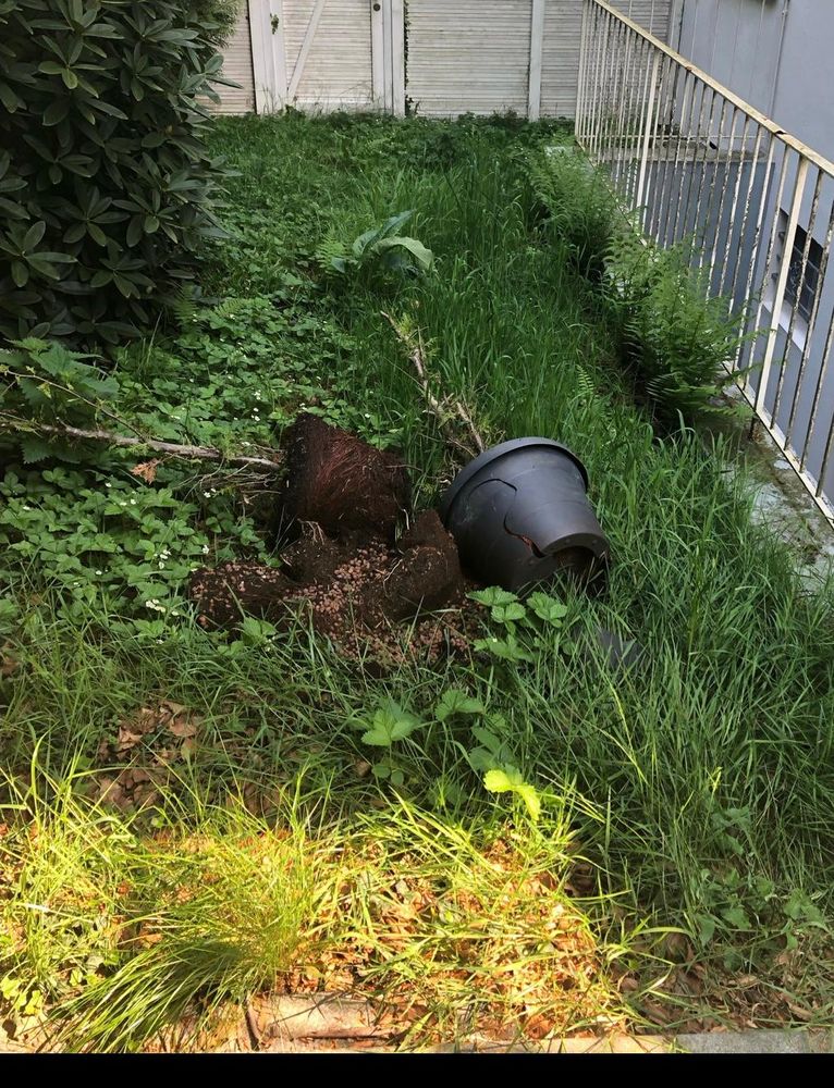 Vorher Gartenpflege